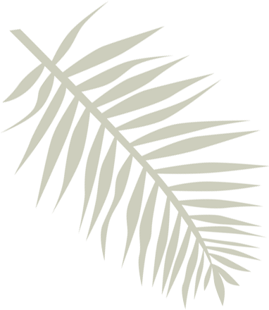 Palmera 1