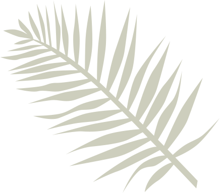 Palmera 4