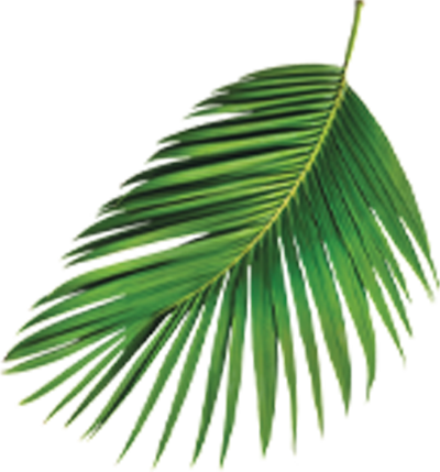 Palmera Derecha