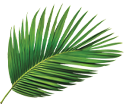 Palmera Izquierda